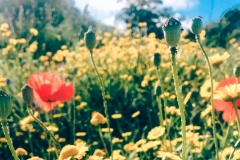 valverde-retreats-surroundings-flowers