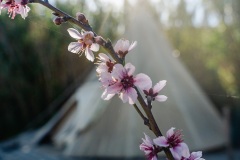 tipi-flower
